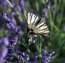 Lavender field with swallowtail on the Palteau de Valensole