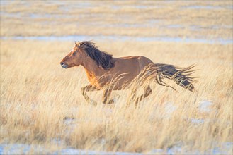 Stallion galloping on the eastern steppe. Dornod Province