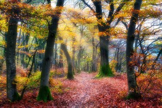Sun shining through trees and mist in autumn-coloured common beech