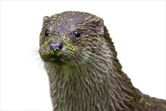 Close up portrait of European River Otter