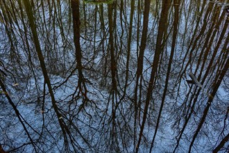 Reflection of tree crowns in a marshy body of water