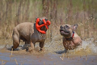 Two brown French Bulldog dogs having fun together playing fetch with a red anchor shaped dog toy together in big puddle