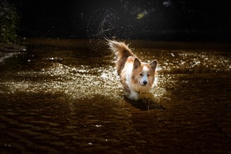 A happy Welsh Corgi Pembroke dog walking across the river wagging its tail. Summer