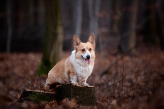 A Welsh Corgi Pembroke dog stands on a pin in the middle of the forest. In the forest