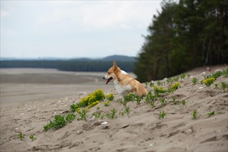 A dog sitting at the edge of the desert