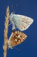 Silver-green blue butterfly male and female mating with closed wings sitting on brown stalk left looking in front of blue sky