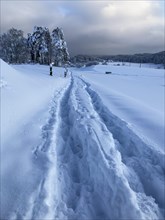 Footpaths through deep snow lead to a forest. Snow as high as 50 centimeters. Atmospheric landscape with tall trees and snow-covered fields. Zurich