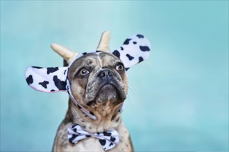French Bulldog dog wearing cow costume headband with bow tie in front of blue background