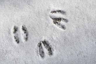 Close-up of footprints