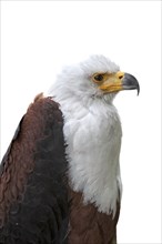 Close up of African Fish Eagle