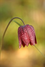 Snake's head fritillary