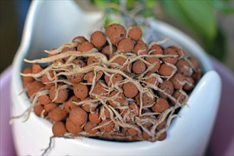 Example of house plant with well grown roots in expanded clay pellets in passive hydroponics