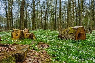 Forest floor full of flowering wood anemones and tree stumps