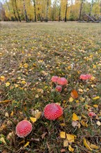 Toadstools in an autumn meadow