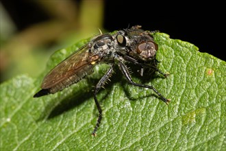Common robber fly with prey sitting on green leaf seen on right side