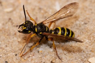 Sand knot wasp with open wings sitting on sandy ground left sighted