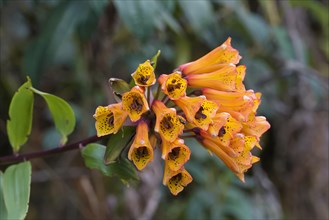 Blooming Bomarea sanguinera flower