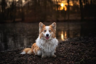 Corgi Pembroke dog posing for a photo in the spring forest. In the forest