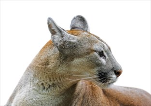 Close up portrait of cougar