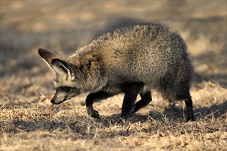 Bat-eared fox