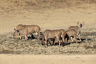 Zambezi Greater Kudu