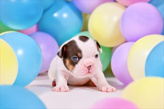 Pied and tan French Bulldog dog puppy between colorful balloons