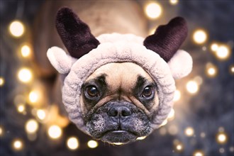 Adorable cute small festive French Bulldog dog dressed up as reindeer with plush antler headband looking up