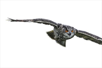 Close up of Eurasian eagle-owl