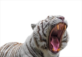 Close-up of growling white tiger