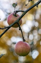 Harvest-ripe apples