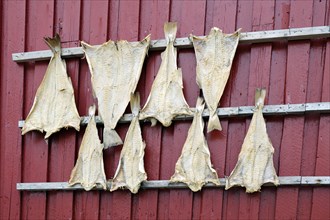 Fish are traditionally hung to dry on the outside facades of a house
