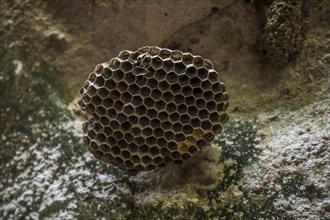 Wasps nest near Sang Chan waterfall in National Park