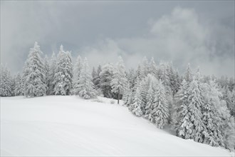 Winter landscape