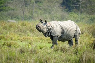 Great Indian Rhino