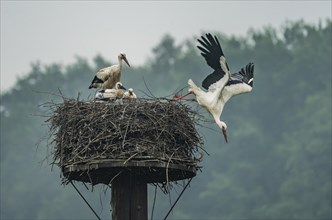 Stork family in the nest in the Disselmersch nature reserve
