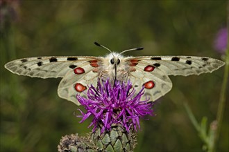 Apollo butterfly with open wings sitting on purple flower sucking looking from the front