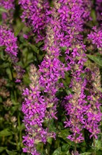 Loosestrife inflorescence with many open purple flowers