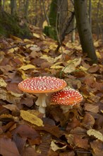 Two fly agarics