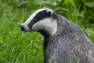 European badger