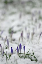Crocus meadow with snow
