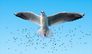 Seagull flying before a flock of birds in a blue sky