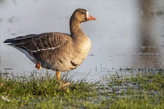 White-fronted goose