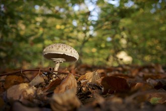 A young parasol mushroom