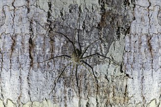 Large spider on tree trunk
