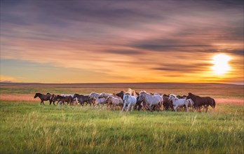 Horses at sunrise in the eastern steppe