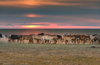 A herd of horses in the morning. Dornod Province. Mongolia