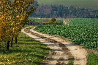 A road winding through fields and vines. Moravia