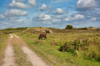 National park De Muy with dark brown Galloway cattle in the Netherlands on island Texel