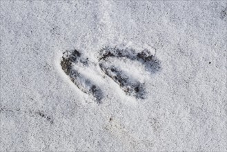 Close-up of footprints