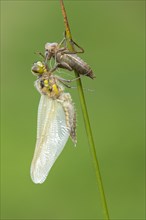 Methamorphosis of a four-spotted chaser